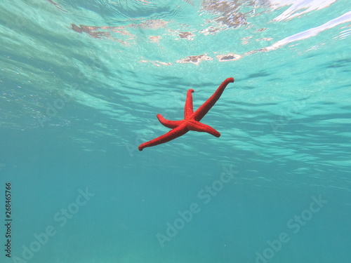 estrella de mar de color rojo flotando en el mar de una playa de mallorca