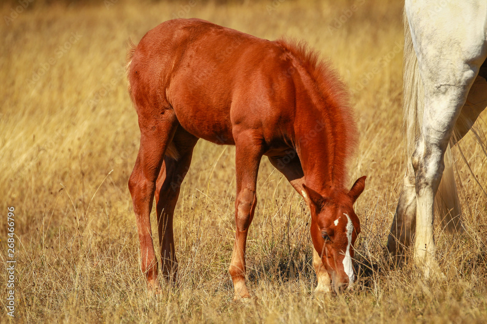 Horse foal in the summer with and without the mother Mare in a pasture.. Horse foal in the summer with and without the mother Mare in a pasture..