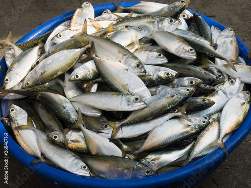 Small bright fish in a blue fishing basket on the sand