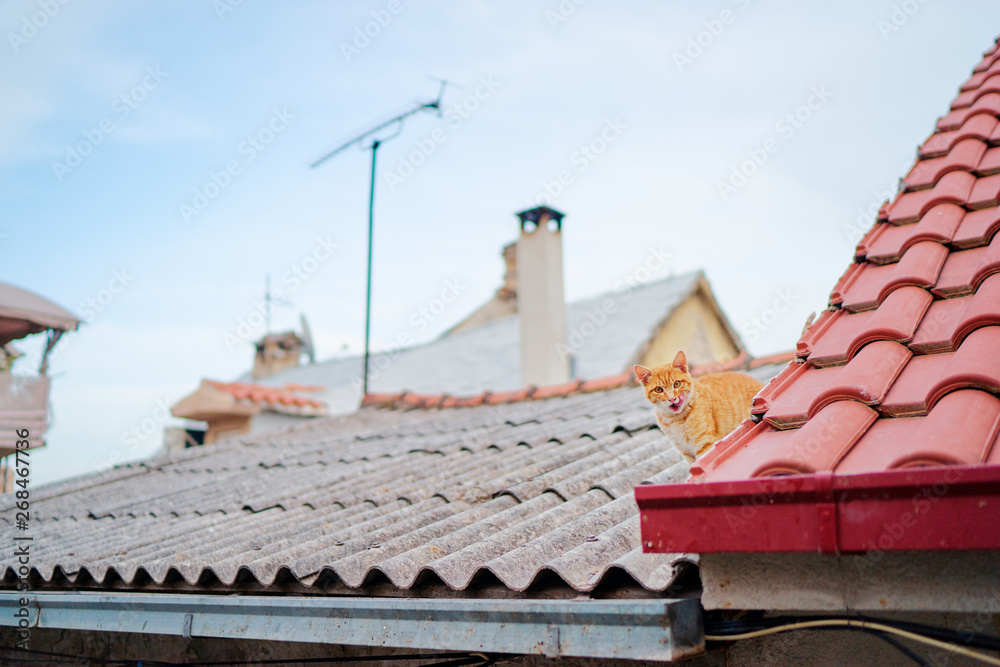 Naklejka premium Cute red cat on tiled roof of old house.