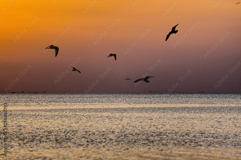 northsea netherland yellow dark sunset with flying seagulls over seawater