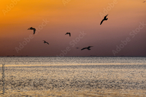 northsea netherland yellow dark sunset with flying seagulls over seawater