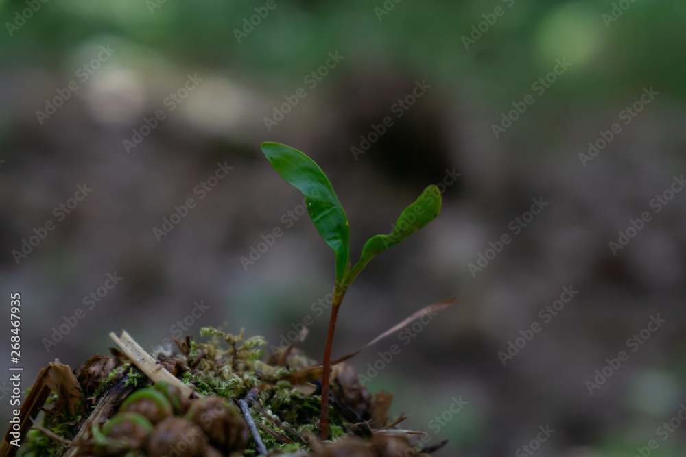 Young plants and leaves in the spring forest