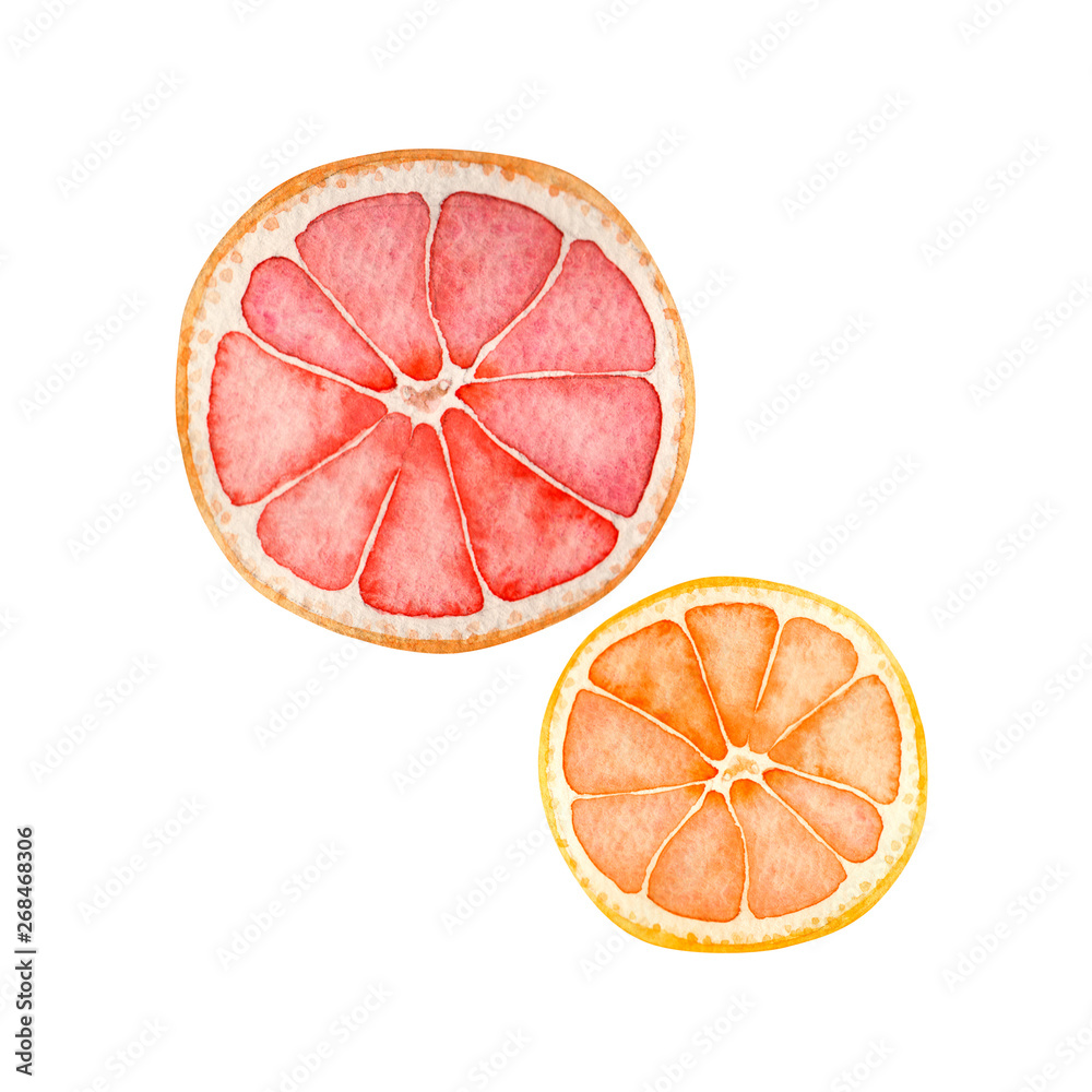 夏 トロピカルフルーツ グレープフルーツ オレンジ 水彩 イラスト Stock イラスト Adobe Stock