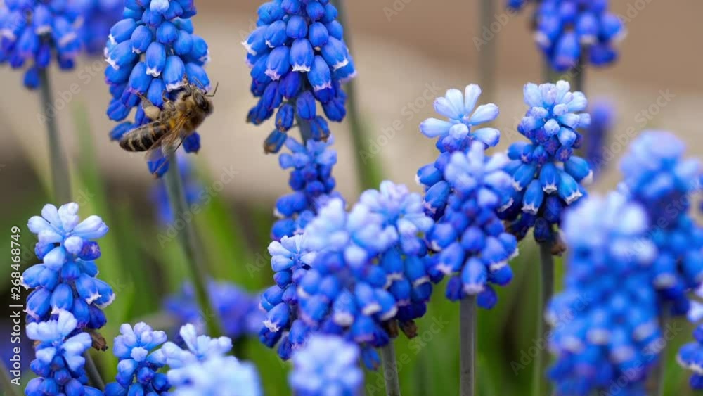 Bee flying near Muscari flower Bee flying near Muscari flower