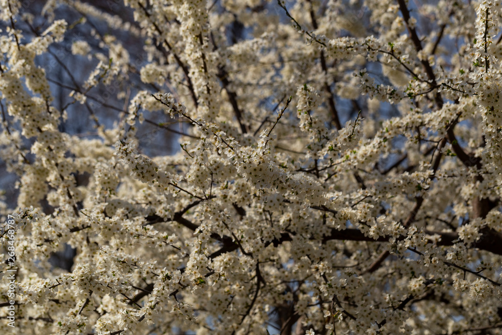 Plum blossom in April. White flowers of fruit tree. Bees and other insects pollinate flowers. Plum blossom in April. White flowers of fruit tree. Bees and other insects pollinate flowers.