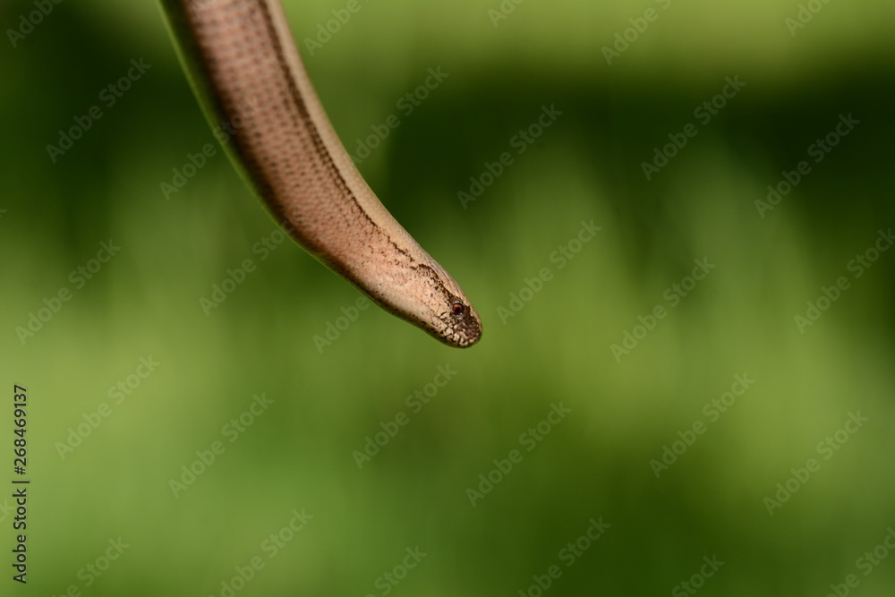 Blindschleiche Eidechse Echse Schlange Tier Portrait Wildlife Makro im Grünen Outdoor  Auge Gesicht Hand Finger Heimisch Tiere Reptil Bokeh