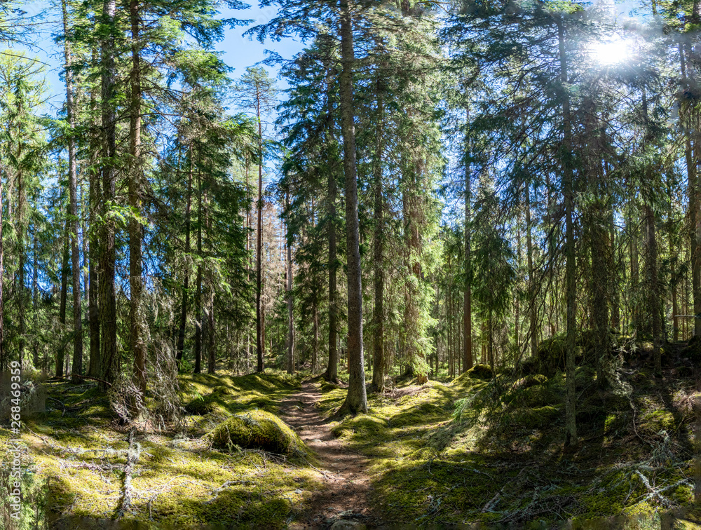 Obraz premium Ycke forest