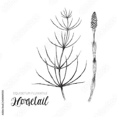 Horsetail - Equisetum