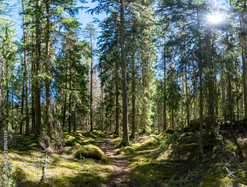 Fototapeta Naklejka Na Ścianę i Meble -  Ycke forest