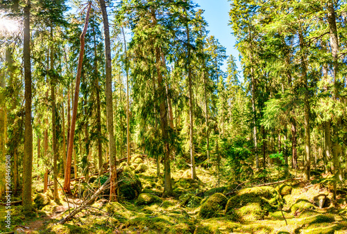 Fototapeta Naklejka Na Ścianę i Meble -  Ycke forest