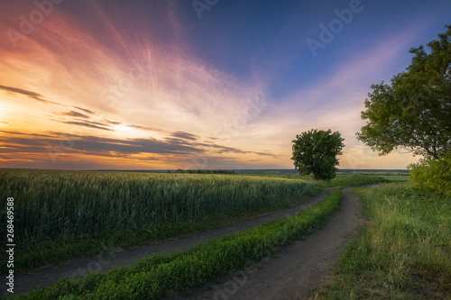 country road in the field