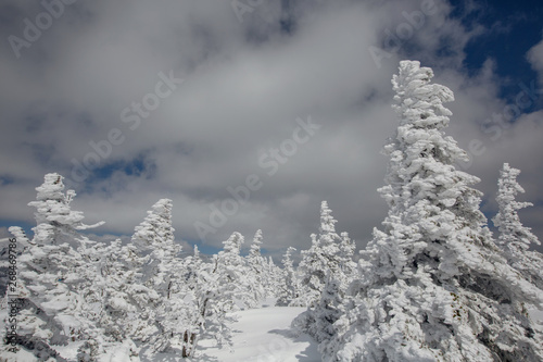 view in winter spruce forest, frozen mountain landscape, deep snow, frost on the trees