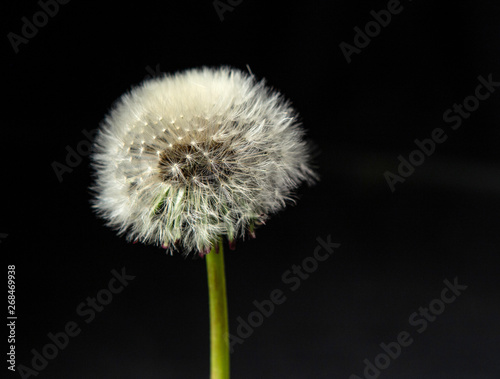 ripe dandelion with parachutes on a black background