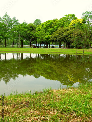 Fototapeta Naklejka Na Ścianę i Meble -  池のある新緑のみさと公園風景