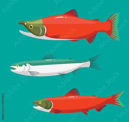 Salmon Colors Stage Changing Cartoon Vector Illustration
