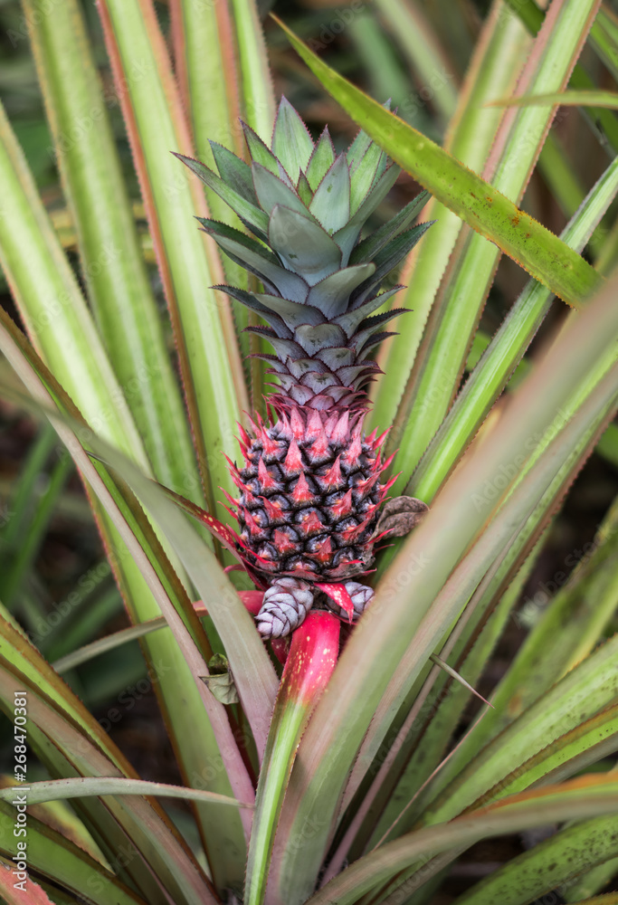 Red pineapple with green leaves growing in a flowerbed in a botanical garden with plants and spices in Sri Lanka Red pineapple with green leaves growing in a flowerbed in a botanical garden with plants and spices in Sri Lanka