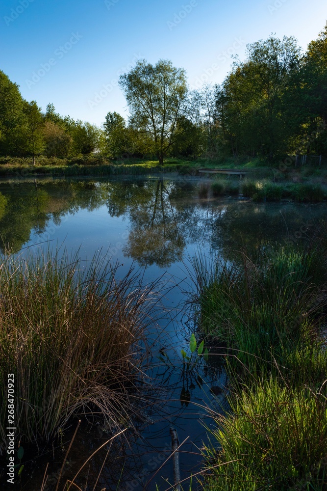 reflection of a tree in a lake in the morning light