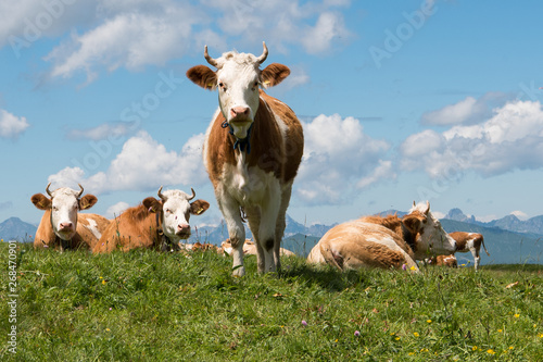 Simmenthaler Fleckvieh auf einer Alm im Berner Oberland - Diese  aus dem schweizer Simmenthal stammenden Rinder sind heute weltweit verbreitet. Sie wurden schon vor mindestens 1400 Jahren gezüchtet photo