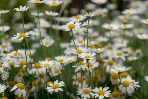 Fototapeta Naklejka Na Ścianę i Meble -  field of daisies in the forest