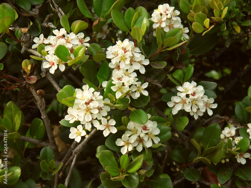 Naklejka premium 生垣のシャリンバイ