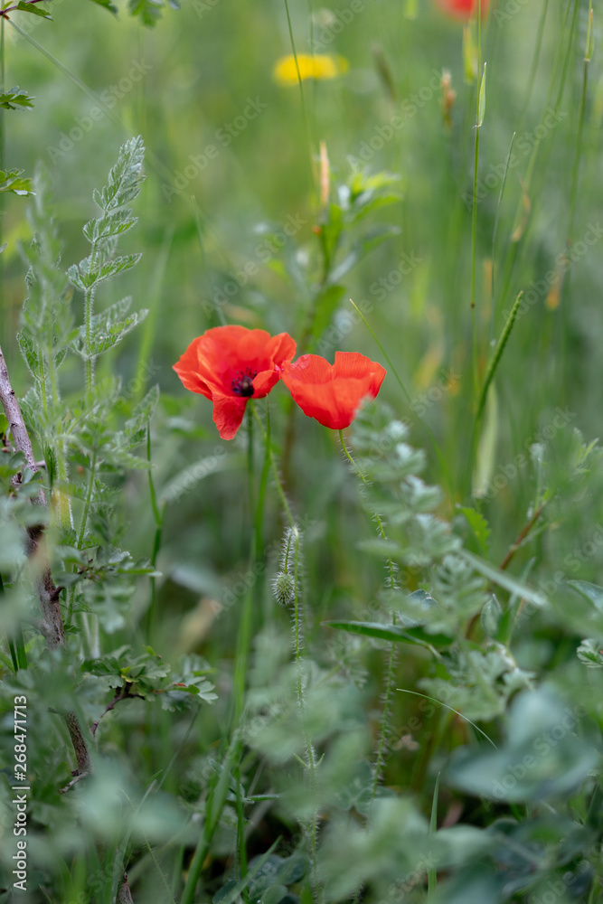 Fototapeta premium dandelion knapweed chamomile and poppies in grass in the field