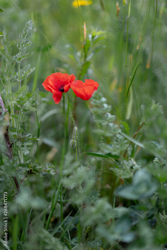 Fototapeta premium dandelion knapweed chamomile and poppies in grass in the field