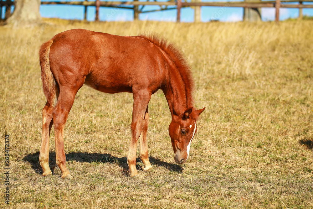 Horse foal in the summer with and without the mother Mare in a pasture.. Horse foal in the summer with and without the mother Mare in a pasture..