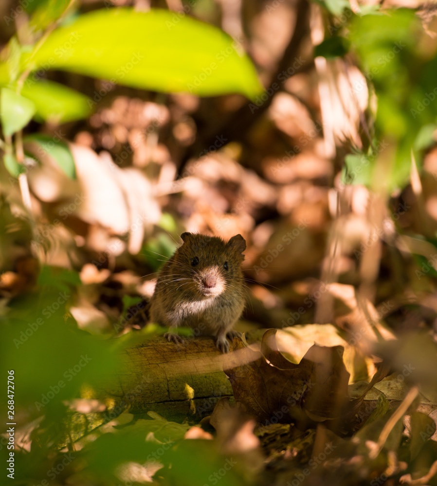 Rötelmaus oder Waldwühlmaus (Myodes glareolus, Syn.: Clethrionomys glareolus) sitzt auf Ast auf Waldboden, Lüneburger Heide, Niedersachsen, Deutschland Rötelmaus oder Waldwühlmaus (Myodes glareolus, Syn.: Clethrionomys glareolus) sitzt auf Ast auf Waldboden, Lüneburger Heide, Niedersachsen, Deutschland