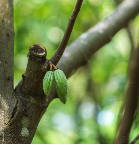 Fresh green cocoa beans grow on a tree in a botanical garden of plants and spices in Sri Lanka © katafree