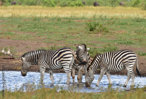 zebras at waterhole in Kruger national park in South Africa