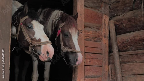 Two horses are waiting for oat at the stable Animals feeding Careful attitude to the animals Wooden stable for the horses Muzzles of the horses looking out from stable doors.