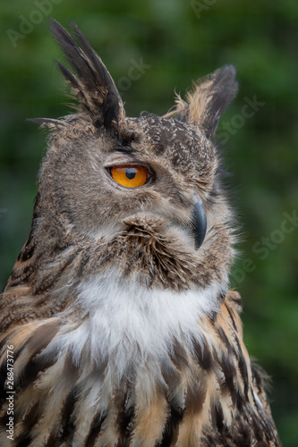 A close up portrait of a eurasian eagle owl looking intensely to the right © alan1951