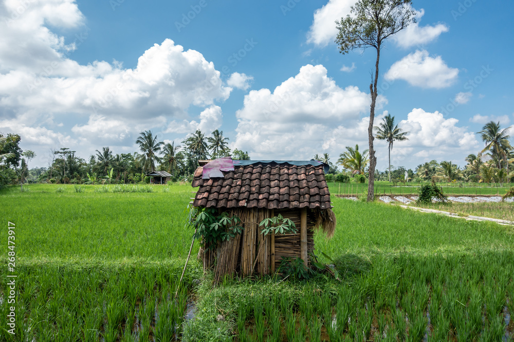 A hut in the rice fields of Lombok on a sunny day with blue sky and white clouds in Indonesia A hut in the rice fields of Lombok on a sunny day with blue sky and white clouds in Indonesia