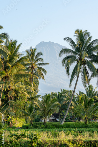 A morning view of Mt Rinjani trough some palm trees on Lombok, Indonesia