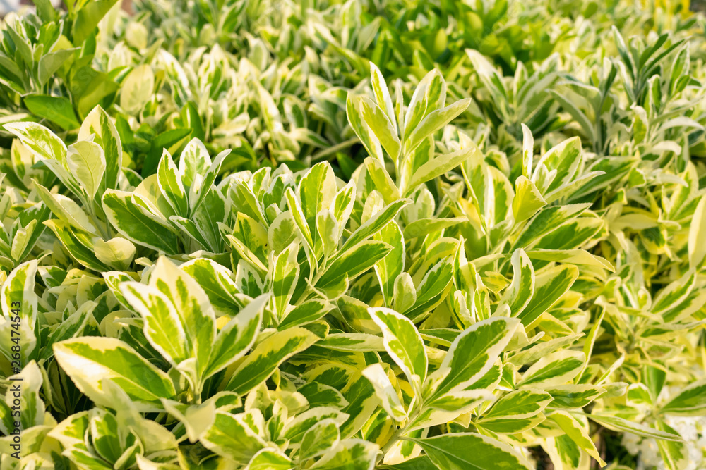 Obraz premium ギンマサキ