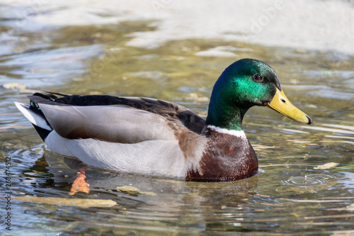 Mallard duck (Anas platyrhynchos) male swimming in a lake on a sunny day in a relaxed manner