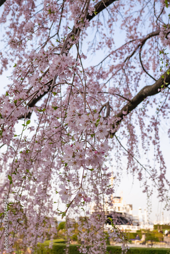 横浜 山下公園 しだれ桜