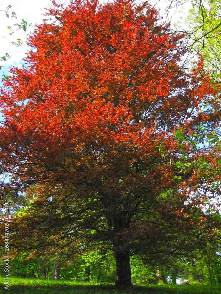 A tree with red leaves in the middle of other trees with green leaves