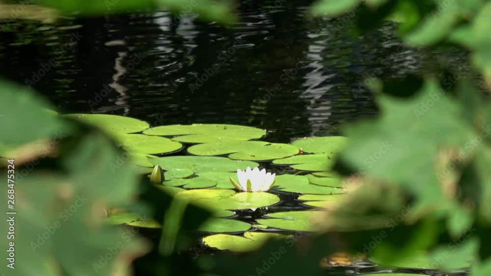 weiße Seerosen in einem Teich