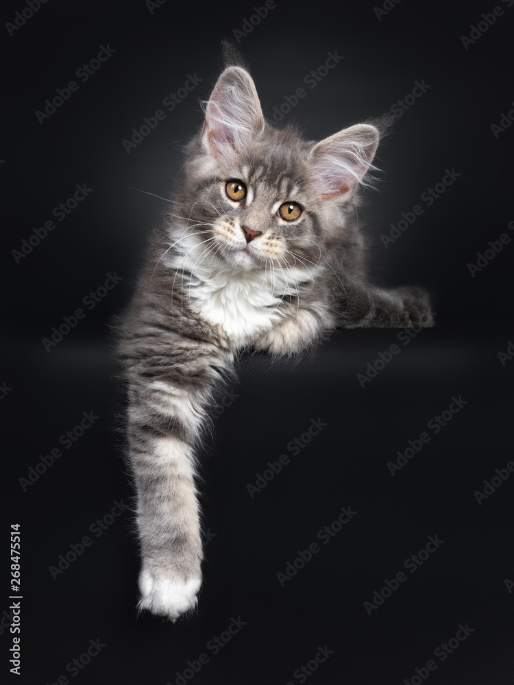 Cute blue tabby Maine Coon cat kitten, laying down front view. Looking at lens with radiant brown eyes. Isolated on black background. One paw hanging down.