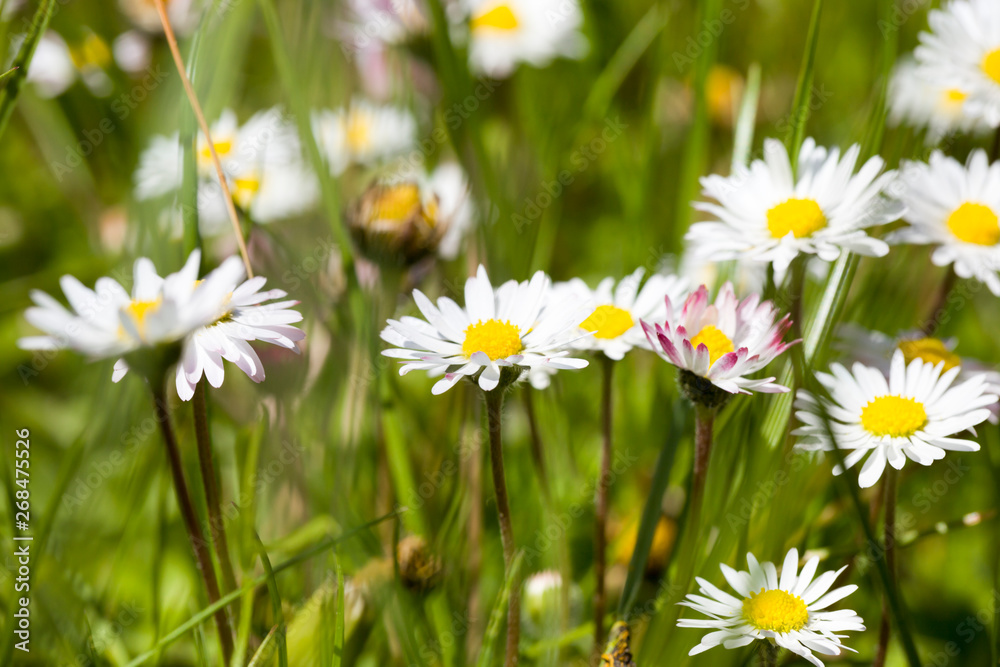 field of daisies