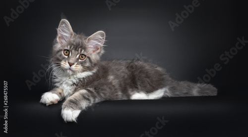 Cute blue tabby Maine Coon cat kitten, laying down side ways. Looking at lens with radiant brown eyes. Isolated on black background. Tail stretched behind body.