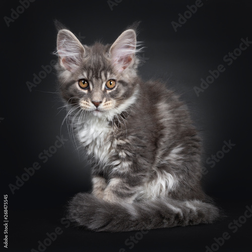 Cute blue tabby Maine Coon cat kitten, sitting side ways. Looking very quilty at lens with radiant brown eyes. Isolated on black background. Tail curled around body.
