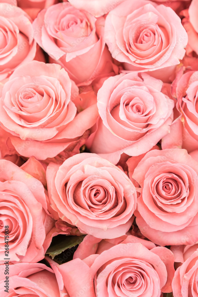 Background of pink and peach roses. Fresh pink roses. A huge bouquet of flowers. The best gift for women. vertical photo Background of pink and peach roses. Fresh pink roses. A huge bouquet of flowers. The best gift for women. vertical photo