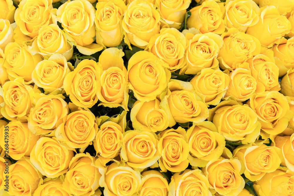 Fresh yellow roses background. A huge bouquet of flowers. The best gift for women Fresh yellow roses background. A huge bouquet of flowers. The best gift for women