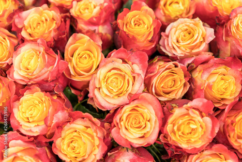 Background of pink and peach roses. Fresh pink roses. A huge bouquet of flowers. The best gift for women. Background