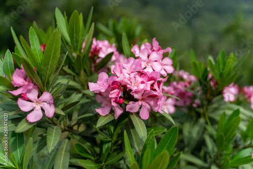 pink flowers in the garden