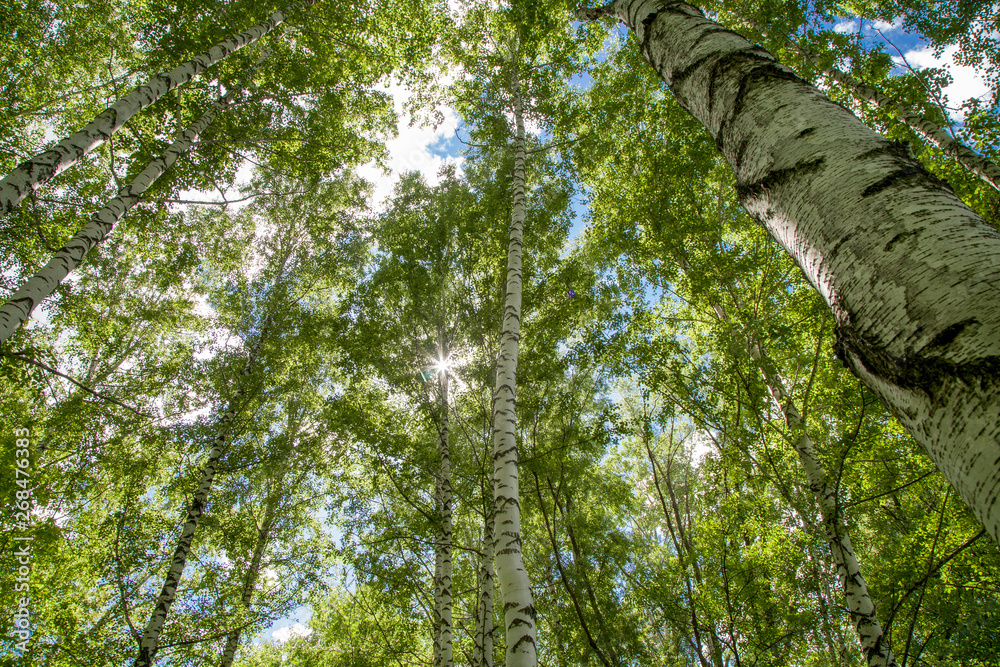 Fototapeta premium birch grove on a clear summer day