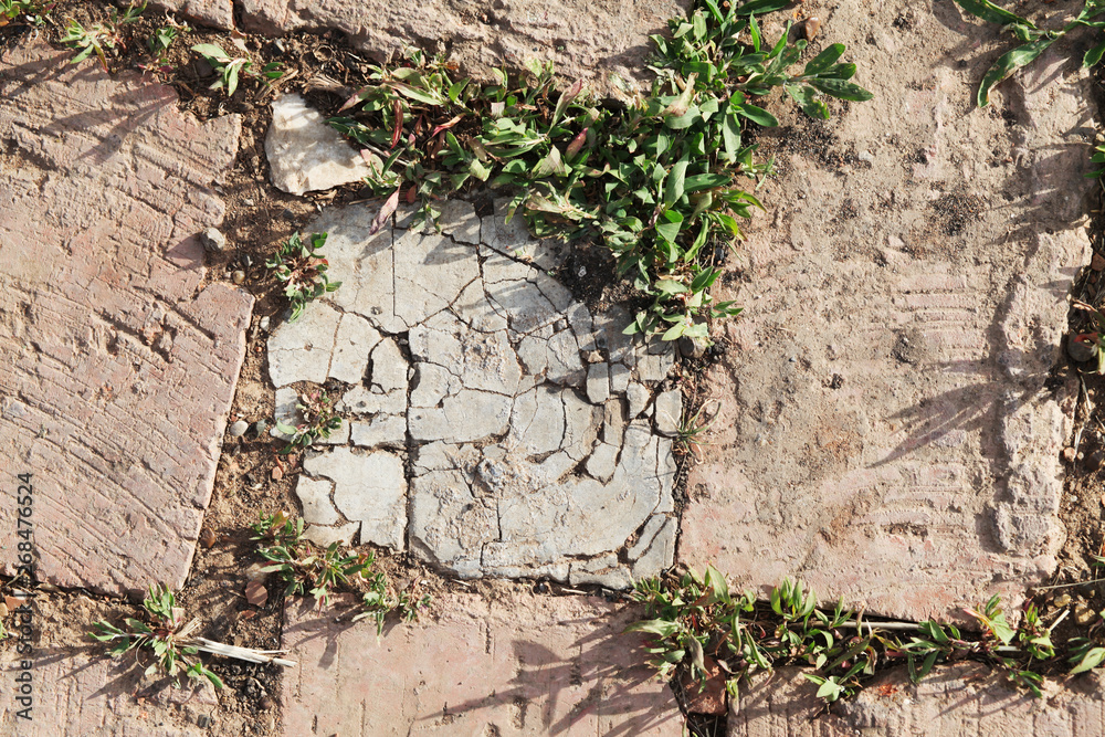 Naklejka premium Green grass sprouted through a brick.